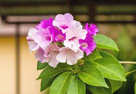 Image result for Mansoa