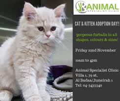Selling animals without a license in the uae is a criminal offense. A Cat Adoption Day Happening This Friday Needs Your Attention Desert Safari Dubai Alishba Tours