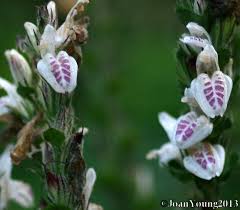 Image result for Isoglossa