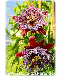 Check spelling or type a new query. Passiflora Quadrangularis Giant Granadilla Flora Toskana