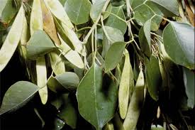 Image result for Dalbergia sissoo