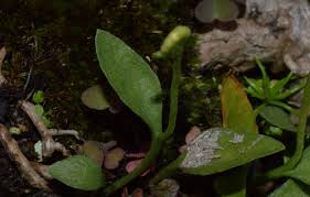 Image result for Ophioglossum reticulatum