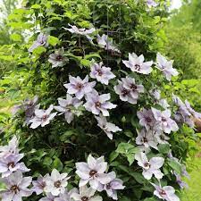 It also makes a good cut flower. Still Waters Clematis X Proven Winners