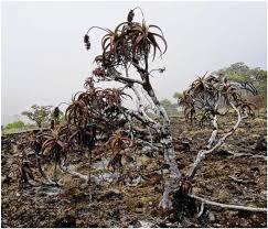 Image result for Aloe mossurilensis