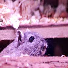 Proper pest management practices for landlords and tenants. Are Landlords Required To Provide Pest Control Pest Control