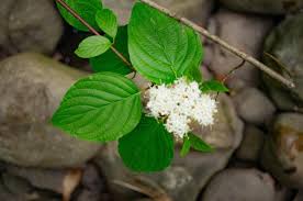 Image result for Sericorema sericea