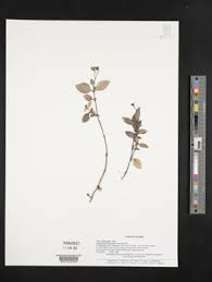 Image result for Argocoffeopsis