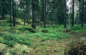 Tipul boreal si cel montan. PÄdure De Conifere Wikipedia