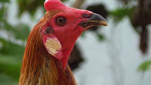 Hasil silangan ayam philipin dan ayam bangkok. 87 Gambar Ayam Filipina Peru Gambar Pixabay