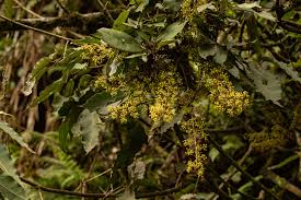 Image result for Astropanax goetzenii