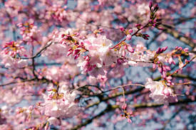 Founded by certified portland arborist, damien carré, oregon tree care is a unique company in one of arboriculture's premier locations. Cherry Blossom In Portland Top Spots For Early Spring Flowers