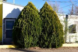 Use wooden or metal stakes and soft cotton string, small rubber landscape tubing, or metal twist ties to secure the trees in. Cypress Trees Lovetoknow