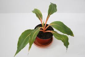 Image result for Chlorophytum filipendulum