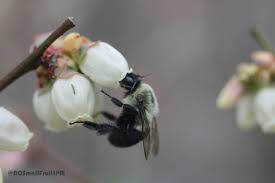Blueberry Pollinators Nc State Extension