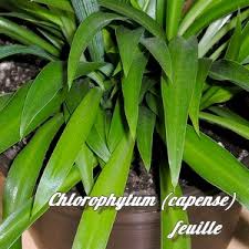 Image result for Chlorophytum macrosporum