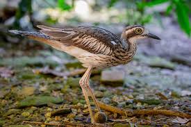 Image result for Wahlenbergia paludicola