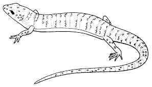 Of lizards coloring pages are a fun way for kids of all ages to develop creativity, focus, … Free Printable Lizard Coloring Pages For Kids