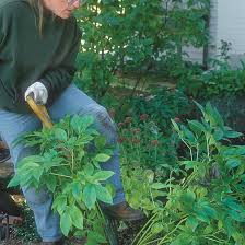 In the lower zones, gerbera daisies are considered annuals. 10 Tips On Dividing Perennial Plants Finegardening