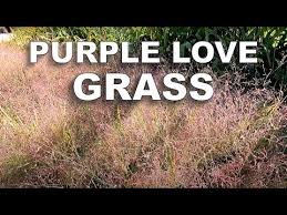 Image result for Eragrostis gummiflua