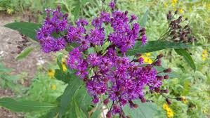 Image result for Vernonia undulata