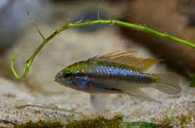 The words at the top of the list are the ones most associated with apistogramma, and as you go down the relatedness becomes more slight. Apistogramma Care Guide Tank Setup Mates Diet