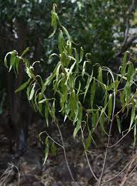 Image result for Psydrax