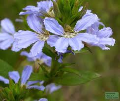 Image result for Goodeniaceae