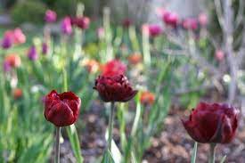 Tulip Palmyra Maroon Double White Flower Farm Tulips Spring Tulips