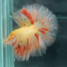 Betta Fish Halfmoon Wholesale 50 Aaa Grade Male Live Betta Fish Pet Supplies Fish Aquariums Live Fish Ebay Betta Betta Fish Halfmoon Betta