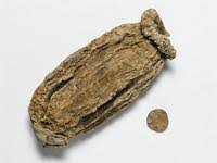 Image result for Telfairia pedata