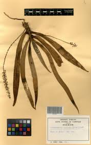 Image result for Diaphananthe vesicata