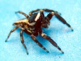 Image result for Empogona sp. A