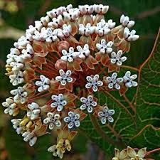 Store Smartseedstore Com Asclepias Milkweed Butterfly Garden