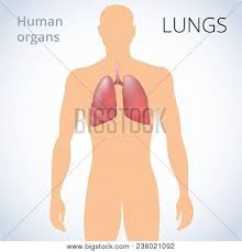 Learn about lung function, problems, location in the body, and more. Location Lungs Body Vector Photo Free Trial Bigstock