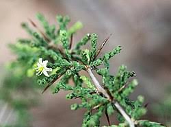 Image result for Asparagus flavicaulis