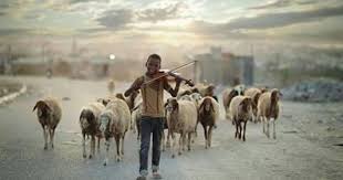 عمله راعي غنم عالمه خلفه دمار لكنه في عزفه المتواضع اسعد من اي موسيقار انه فلسطيني Animals Sheep Photo