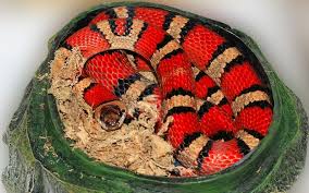 Mimpi ular hitam dan merah. Arti Sebenarnya Mimpi Ular Merah Yang Jarang Diketahui Ternyata Pertanda Ini