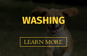 Get a free estimate today!. Mobile Grooming Las Vegas Straight To Your Door