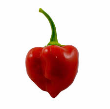 We did not find results for: Red Savina Habanero Pepperhead