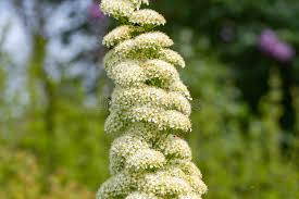 Image result for Spiraea billardii