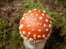 We did not find results for: Fly Amanita Forest Soil Hd Stock Video 694 414 900 Framepool Stock Footage