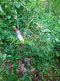 Image result for Olinia rochetiana