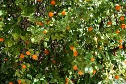 This drought tolerant plant is an evergreen shrub with leathery green leaves and silvery undersides. Edible Landscaping Growing An Edible Hedge Garden Org