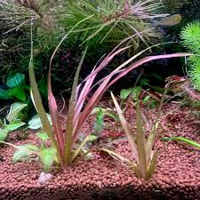 Image result for Blyxa aubertii