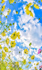 Blue Flower And Pink Image Blue Sky And Flowers 2893271 Hd Wallpaper Backgrounds Download