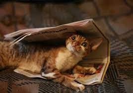 pin by julie kwan on cats happy animals orange cats cute cats