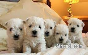 West Highland Terrier Puppies For Sale Dogs Puppies For Sale In Johannesburg Gauteng Africada Com Mobile 16407