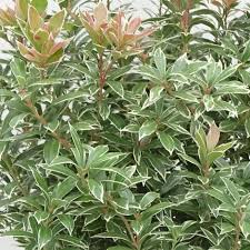 Image result for Pieris japonský little heath obrázek