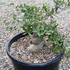 Image result for Fockea