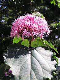 Image result for Clerodendrum fasciculatum